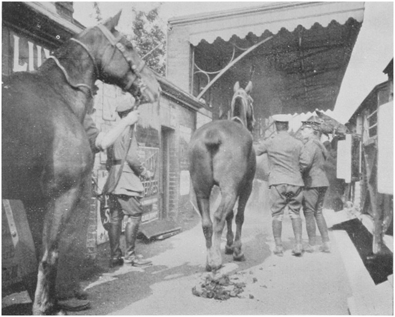 ENTRAINING HORSES, FAKENHAM.