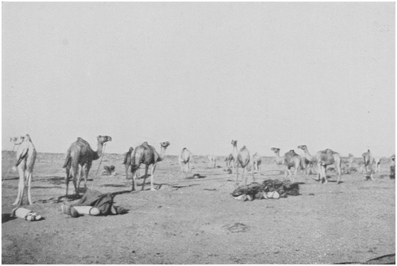 CAMEL LINES AT KHARGEH.