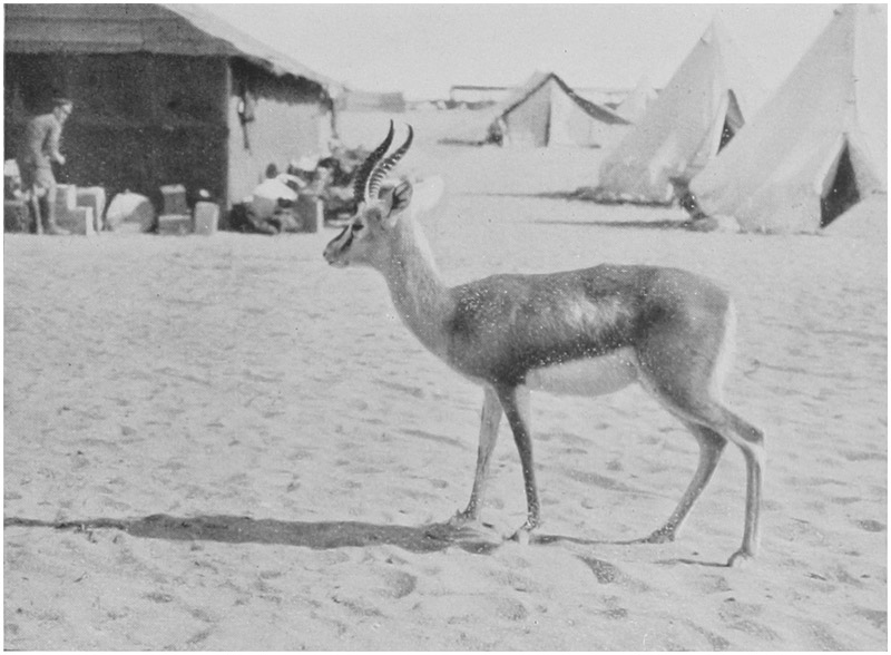 THE BATTALION MASCOT.