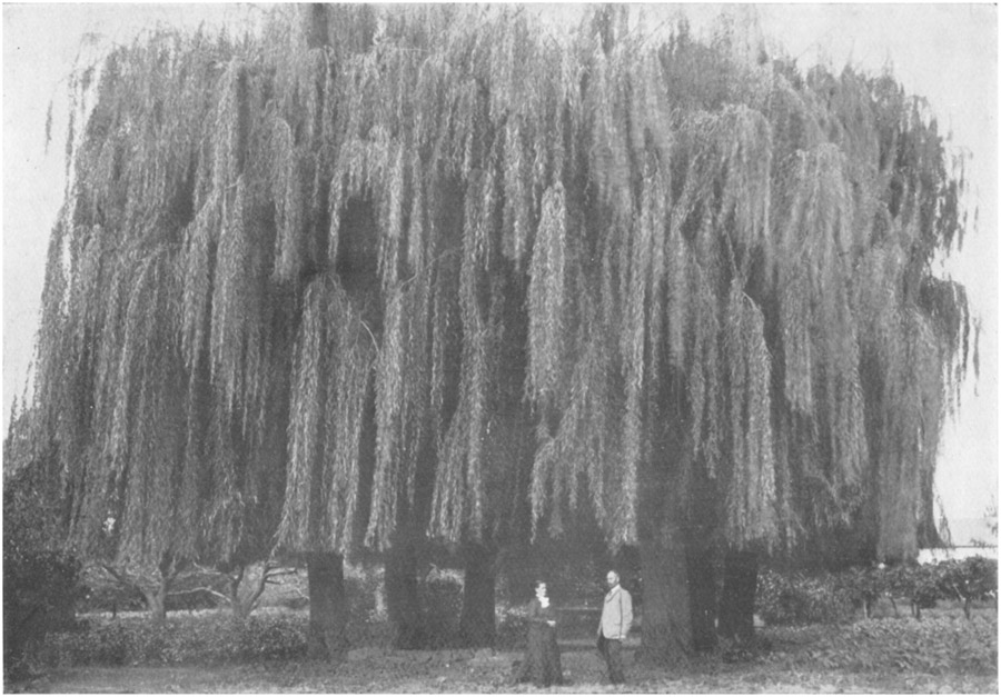THE SIX WILLOWS, HARMONY.
