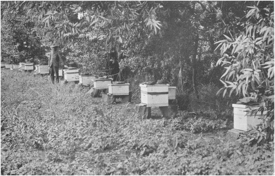 THE APIARY, HARMONY.