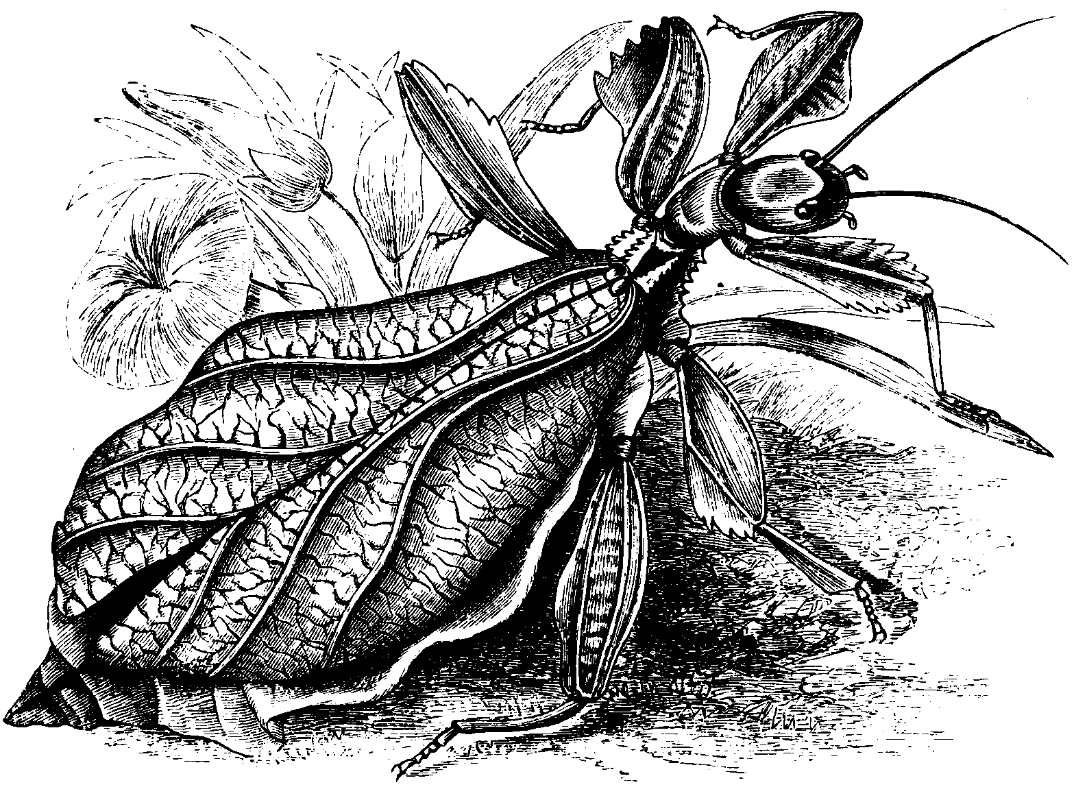 The walking-leaf insect.