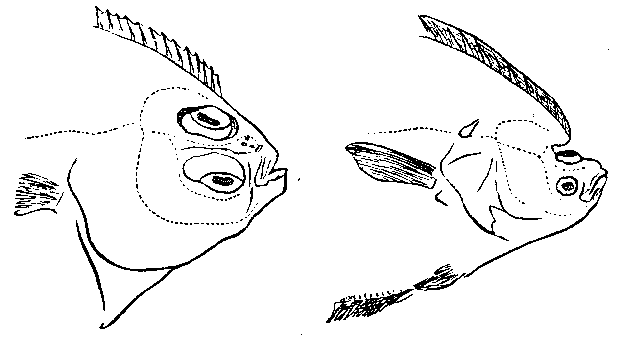 Pleuronectid.