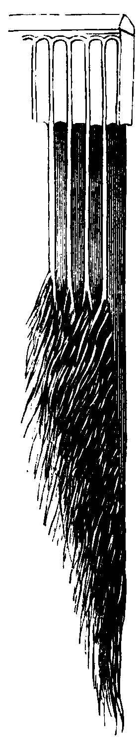 Four plates of baleen.