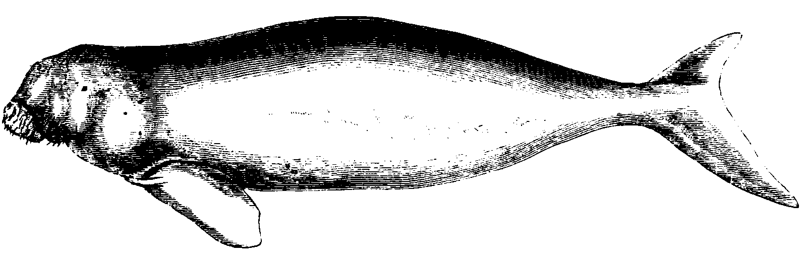 Dugong.