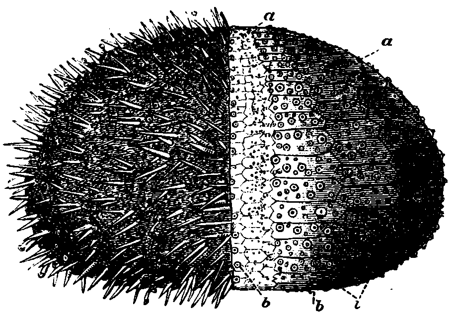 Sea-urchin.