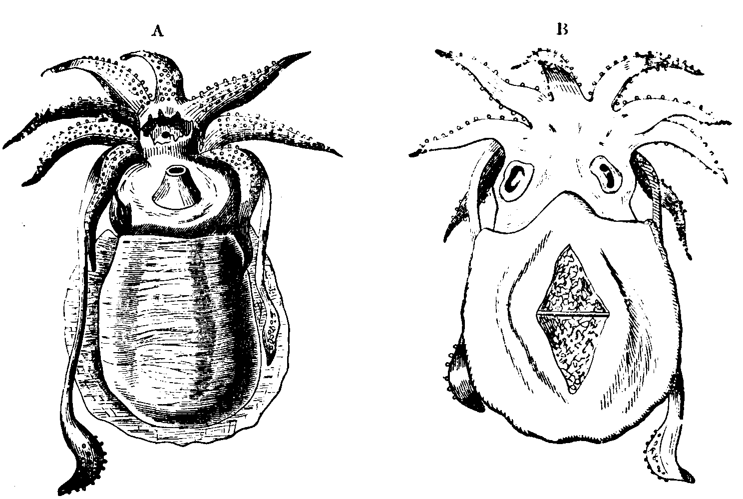 Cuttle-fish.