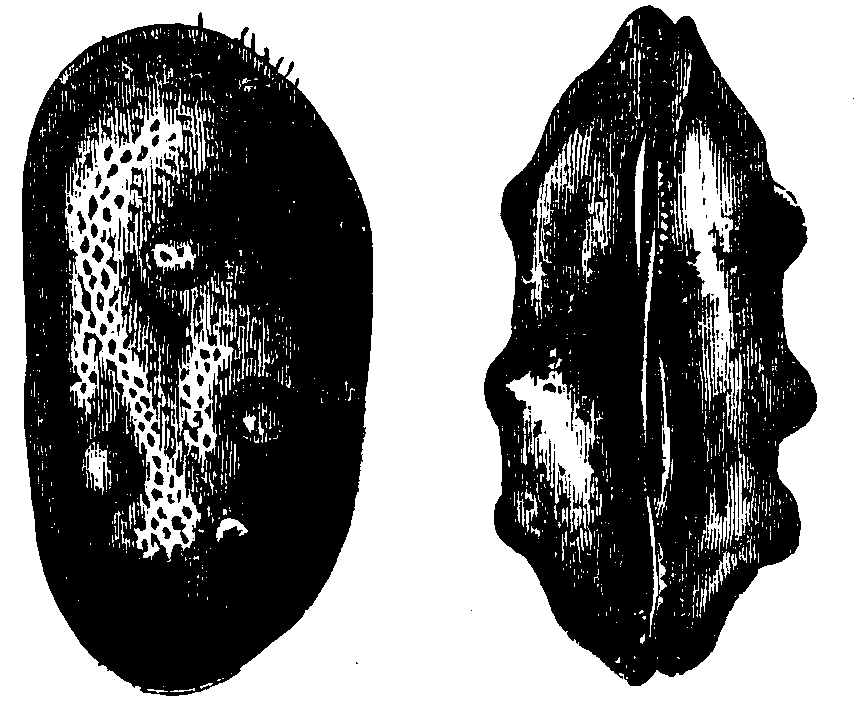 Cytheridea torosa.