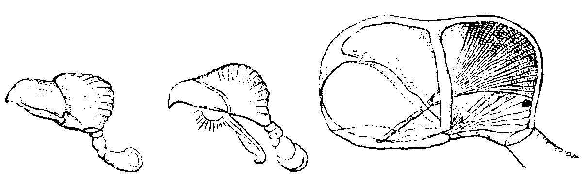 Bird's-head processes very greatly enlarged.