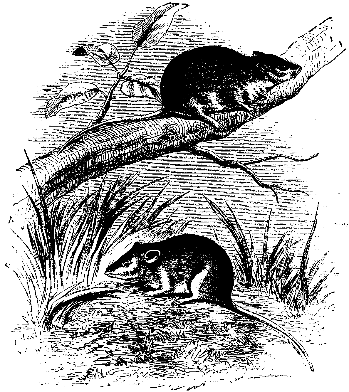 Antechinus minutissimus and Mus delicatulus.