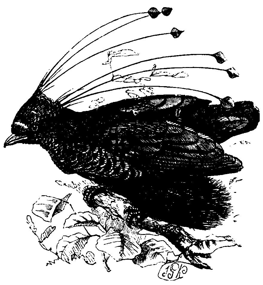 The Six-shafted Bird of Paradise.