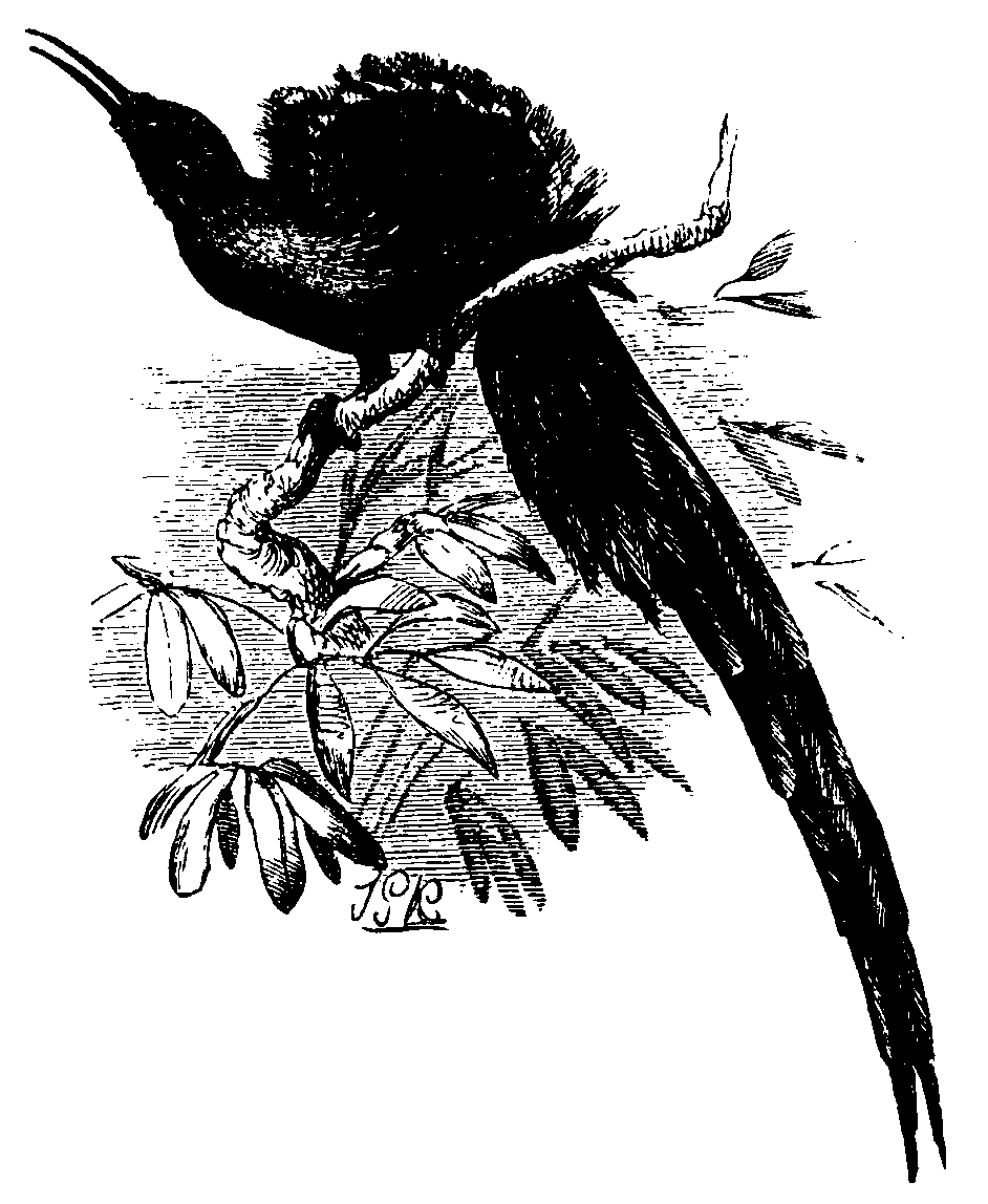 The Long-tailed Bird of Paradise.