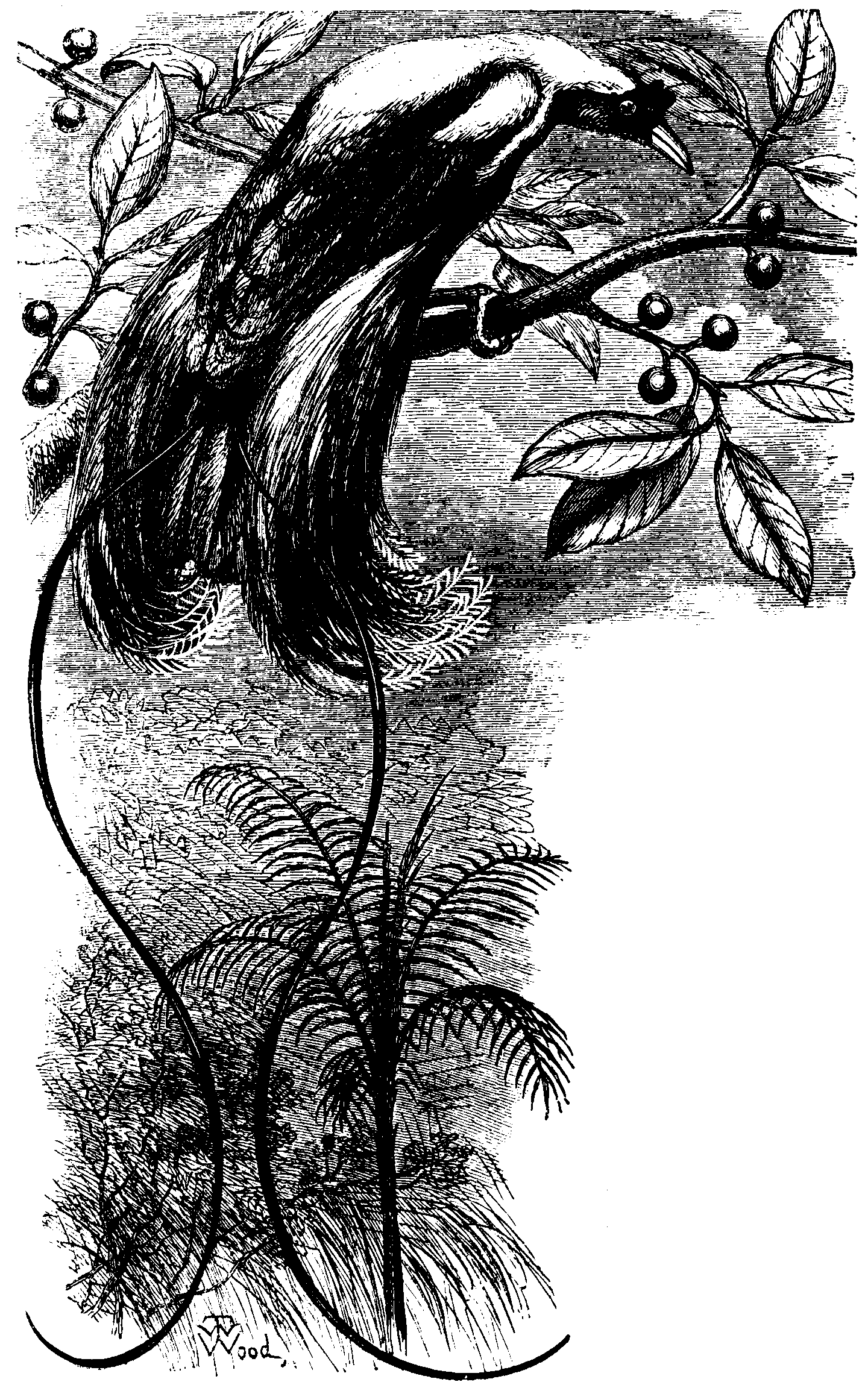The Red Bird of Paradise.