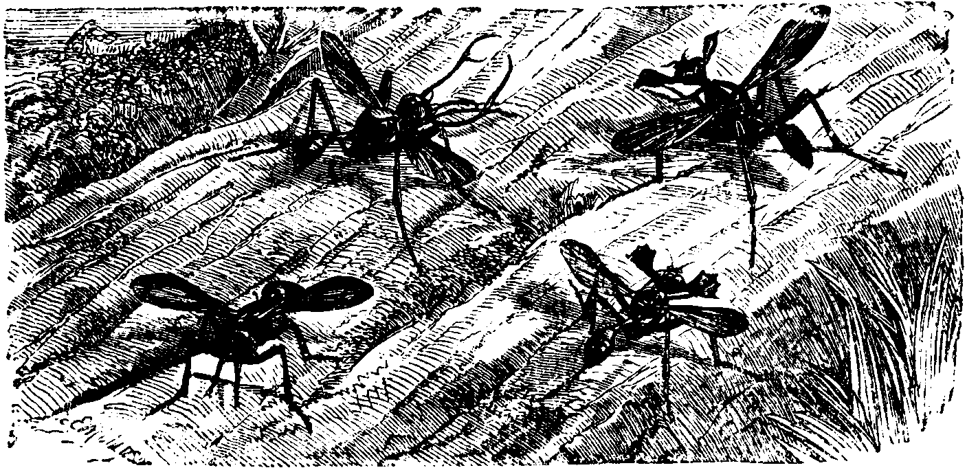 Horned Flies.