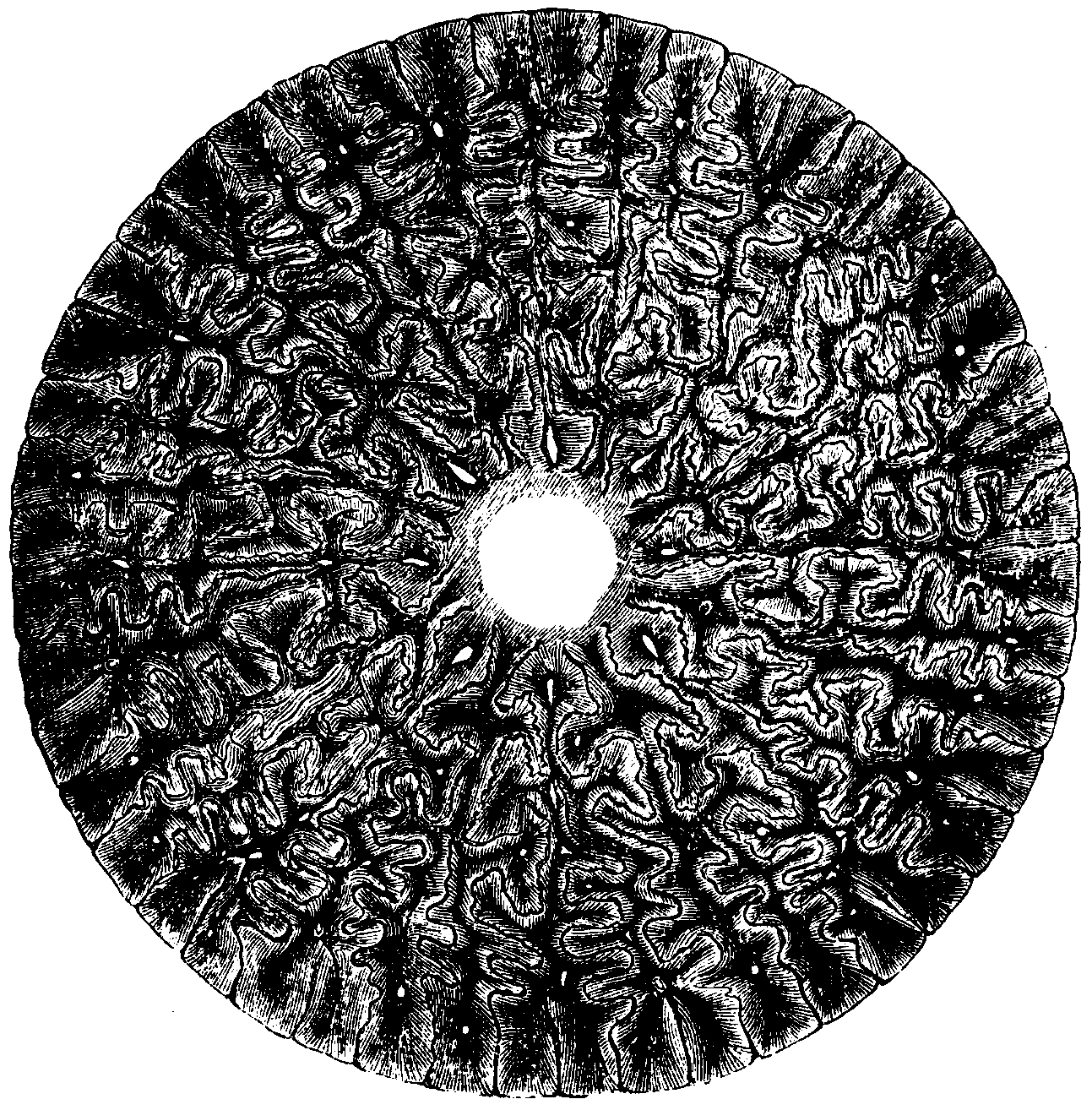 Tooth of a Labyrinthodon.