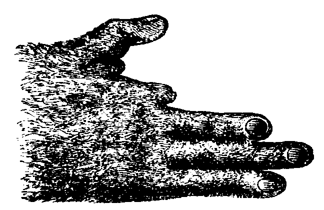 Hand of the Potto.