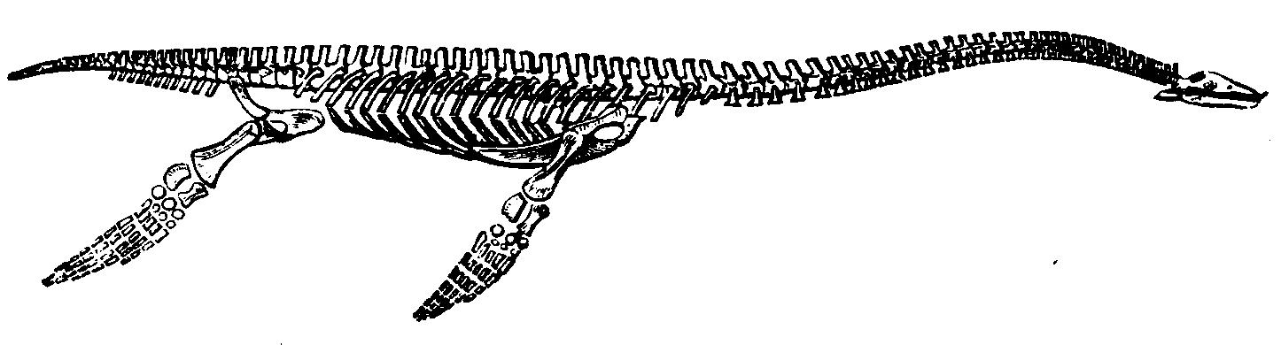 Skeleton of a Plesiosaurus.