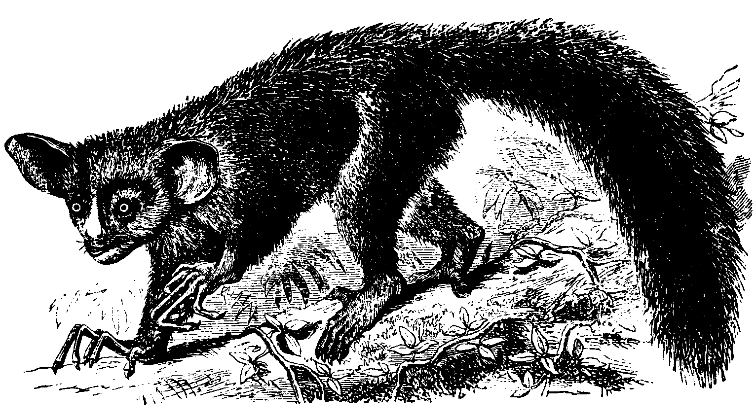 The Aye-Aye.