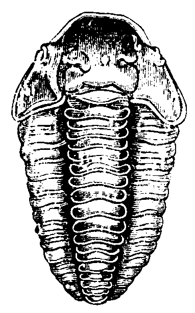 Trilobite.
