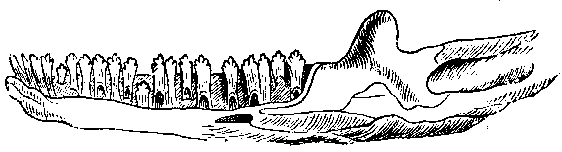 Lower jaw of Pleurodont Lizard.