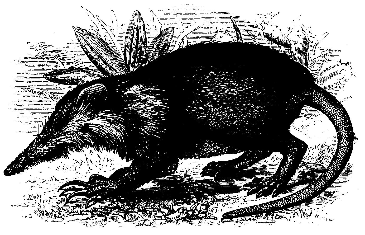 Solenodon.