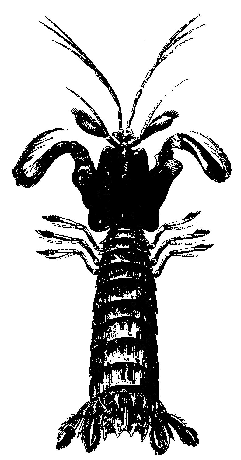 Squilla.