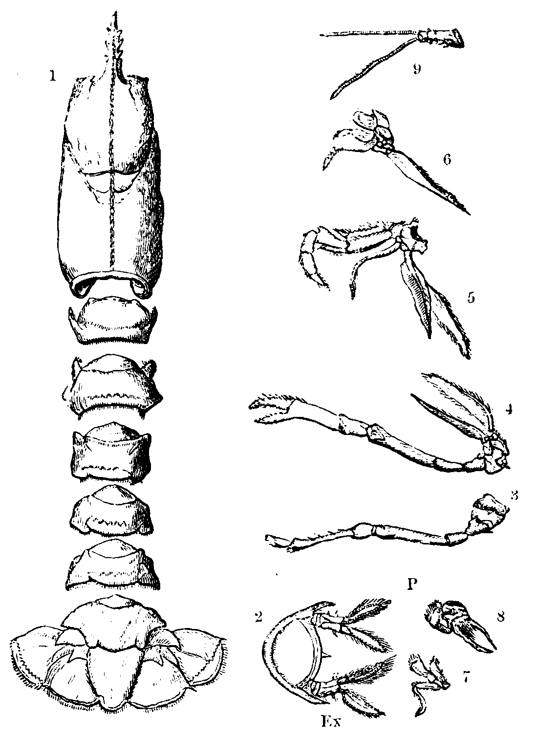 Skeleton of the Lobster.