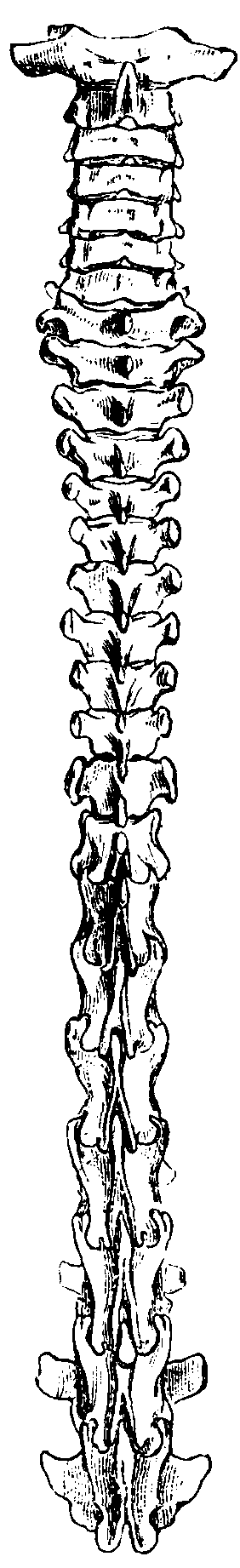 Spine of Galago allenii.