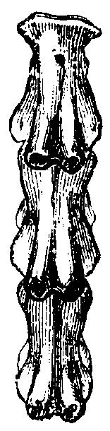 Vertebrae of Axolotl.
