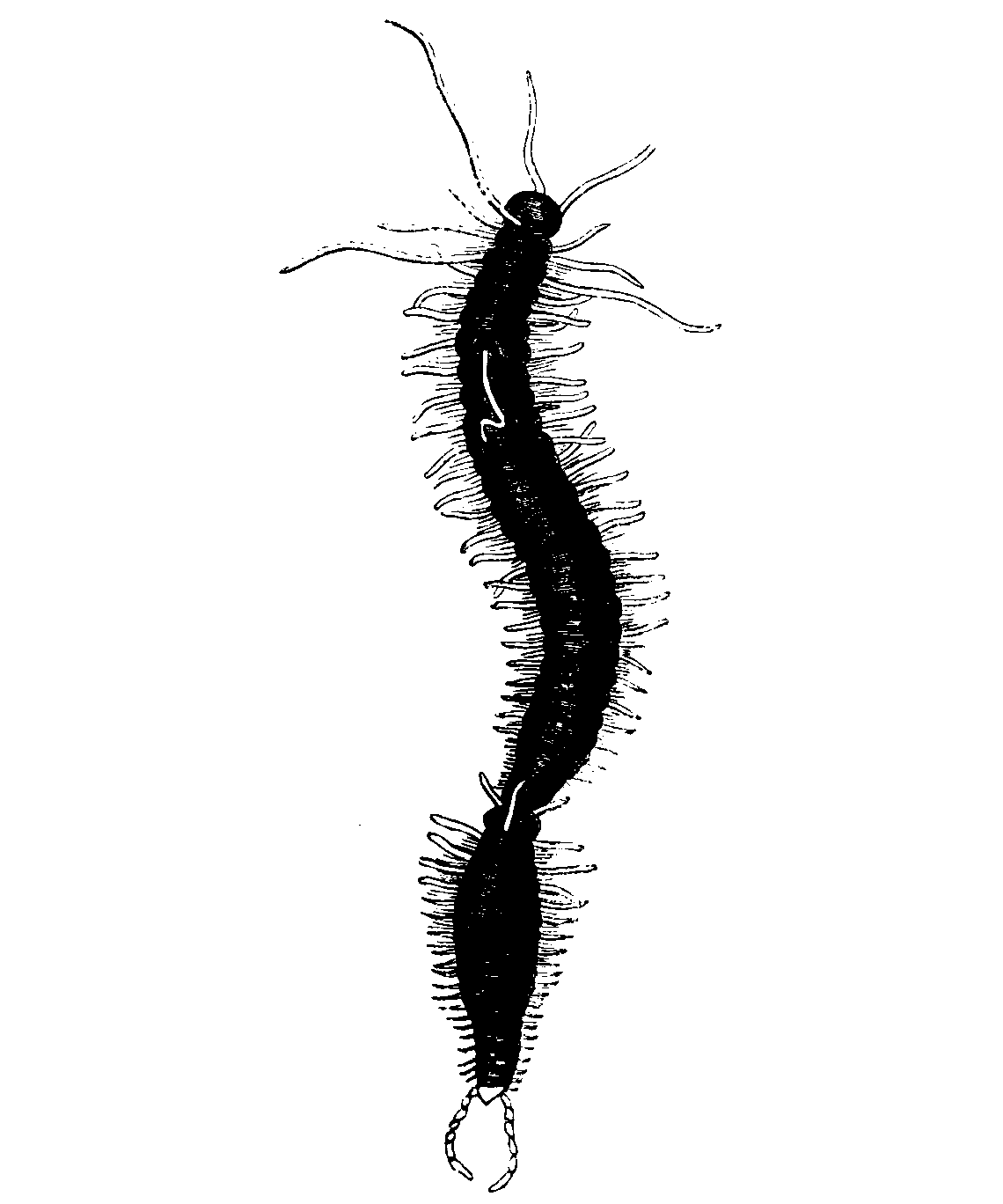 An Annelid dividing.