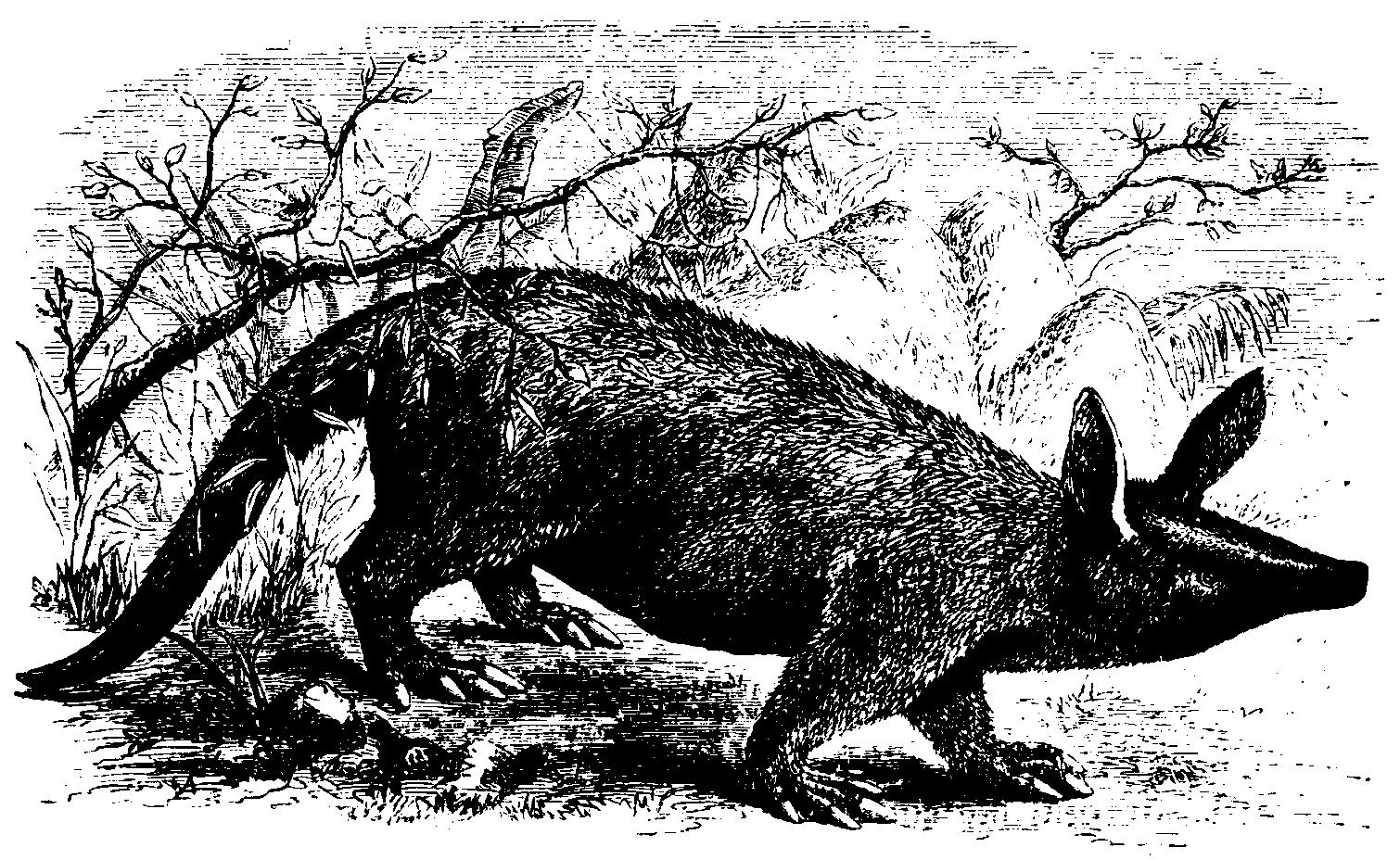 The Aard-vark.