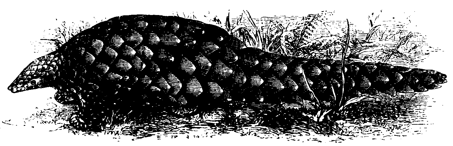 The Pangolin.
