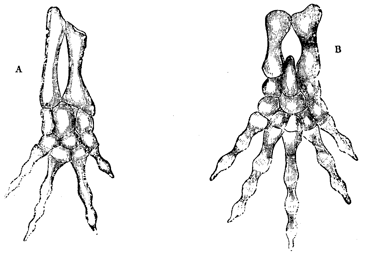 Extremities of an Eft.