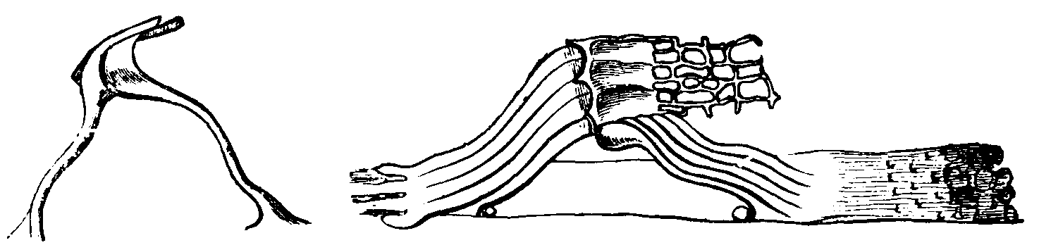 Fibres of Corti.