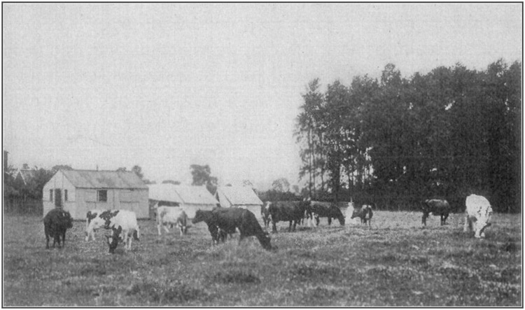 Rochester's Model Dairy Farm