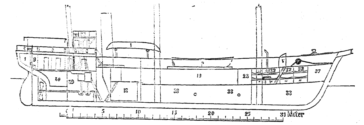 Longitudinal section.