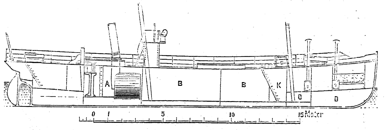 Longitudinal section.