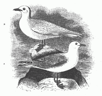 A. THE KITTIWAKE.    B. THE IVORY GULL.