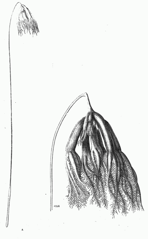 UMBELLULA FROM THE KARA SEA.