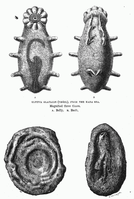 ELPIDIA GLACIALIS (THÉEL) FROM THE KARA SEA.