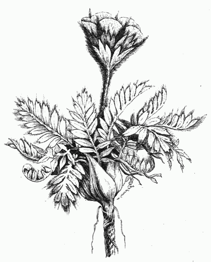 SIEVERSIA GLACIALIS R. BR.