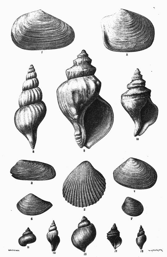 SUB-FOSSIL MARINE CRUSTACEA FROM THE TUNDRA.