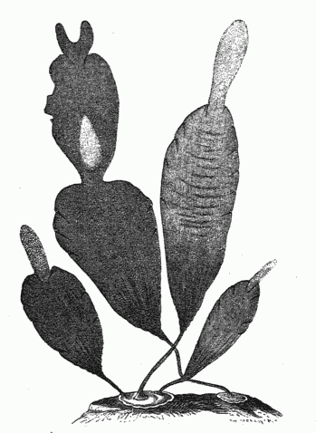 ALGA FROM IRKAIPIJ.