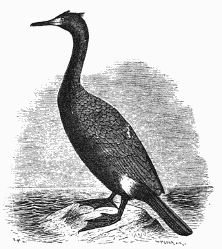 CORMORANT FROM IRKAIPIJ.