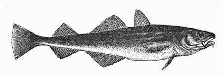 COD FROM PITLEKAJ.