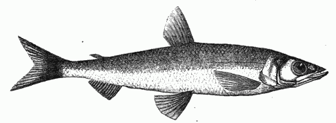 SMELT FROM THE CHUKCH PENINSULA.