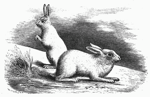 HARES FROM CHUKCH LAND.