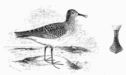 Spoon Billed Sandpiper From Church Land.