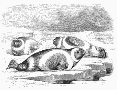SEAL FROM THE BEHRING SEA.
