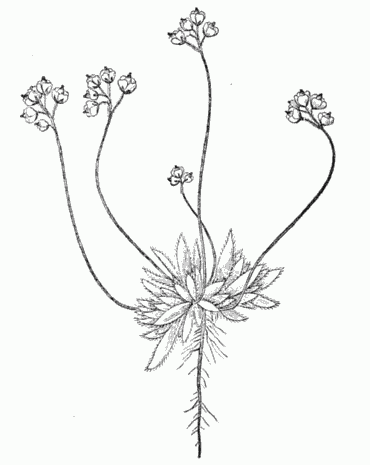 DRABA ALPINA L., FROM ST. LAWRENCE BAY.